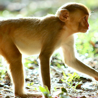 juvenile rhesus monkey running