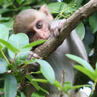 an infant rhesus monkey